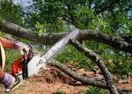 Trusted Fuller Heights, FL Tree Care  Experts