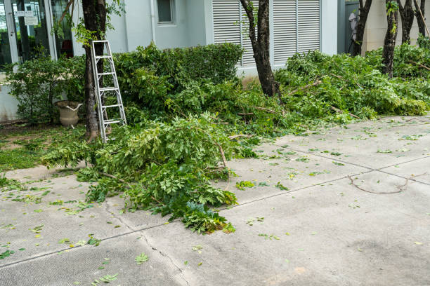 Best Tree Maintenance Programs  in Fuller Heights, FL